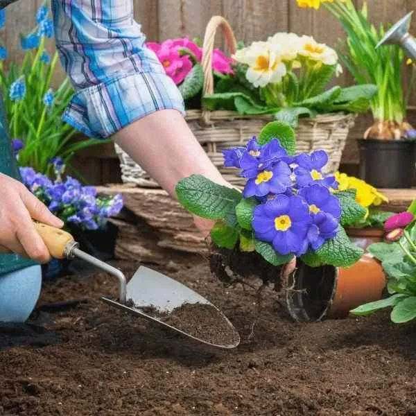 Click and Collect Bordermix Topsoil Handy Bags