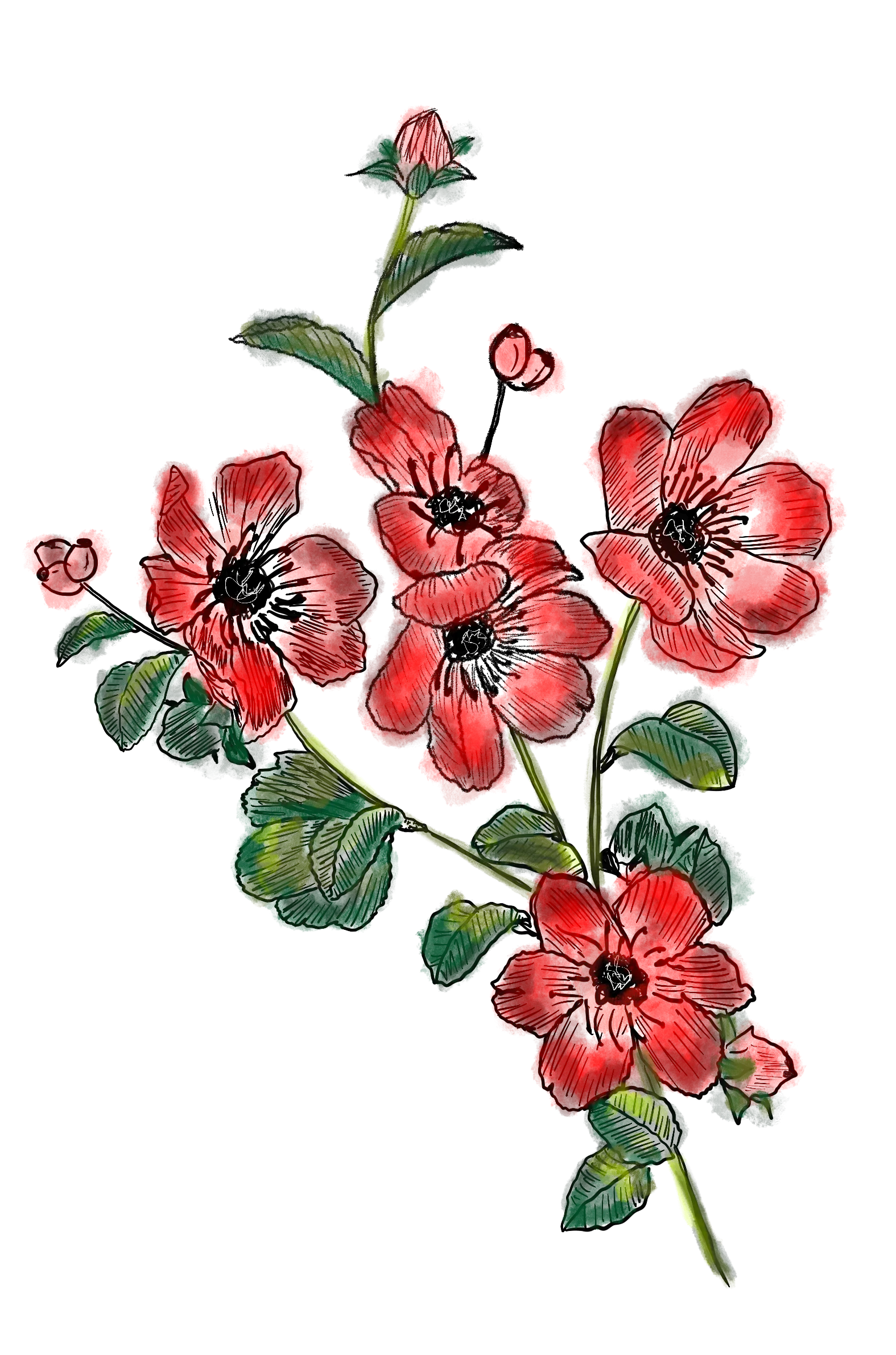 Poppies Wildflower Plantable Seed Greeting Card